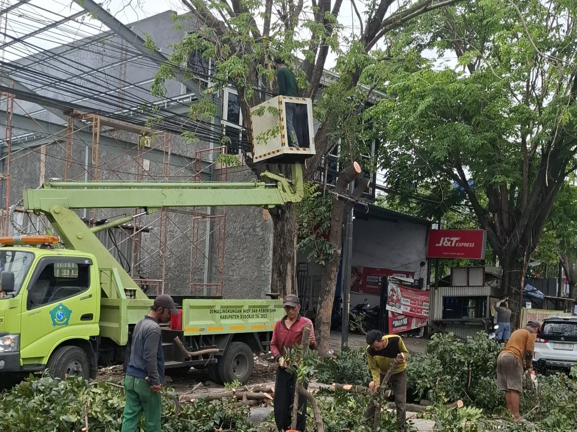 Fokus Jalan Protokol, DLHK Sidoarjo Respons Cepat Keluhan Pohon Rawan Tumbang
