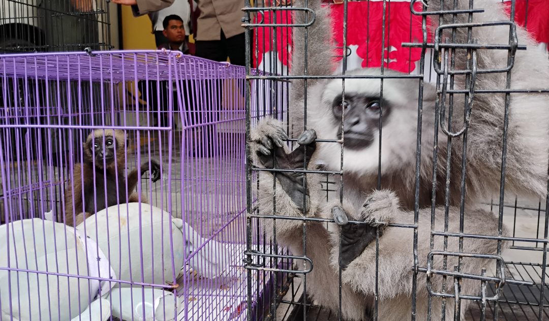 Jaringan Perdagangan Satwa Dilindungi Internasional Dibongkar, Polresta Sidoarjo Amankan Owa Jawa hingga Enggang